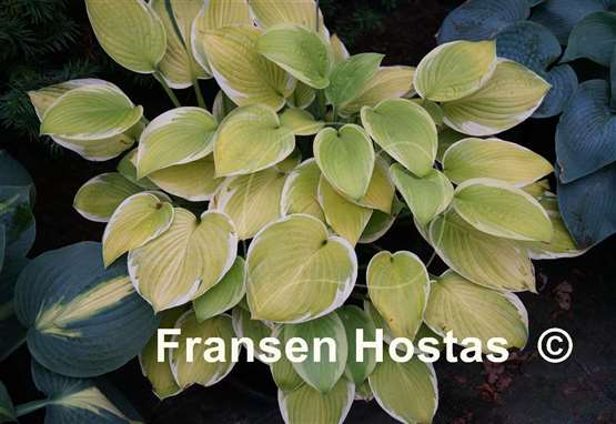 Hosta Paradise Standard